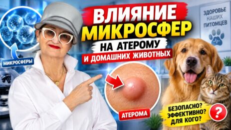 Отзыв. Влияние микросфер на атерому и домашних животных