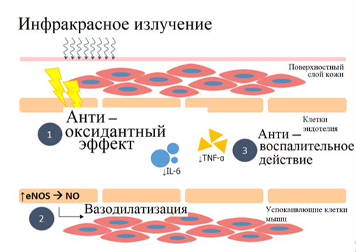 Семинар Боль Мышцы (4 статьи, переводы) 4 • Светлодар – изделия с микросферами от Светланы Крисько Семинар Боль Мышцы (4 статьи, переводы) 3 • Светлодар – изделия с микросферами от Светланы Крисько